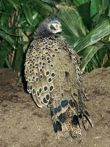File:BxZ Polyplectron malacense 00.jpg