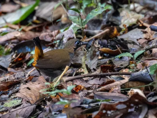 File:Formicarius analis Black-faced Antthrush; Amazonia National Park, Itaituba, Pará, Brazil.jpg