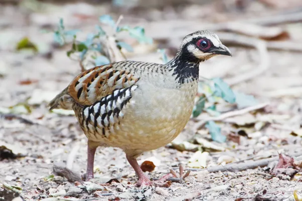 File:Arborophila brunneopectus female - Kaeng Krachan.jpg