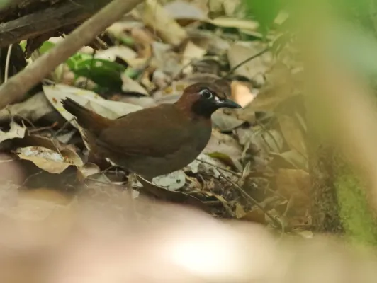 File:Formicarius moniliger Mayan Anttrush; Quintana Roo, Mexico.jpg
