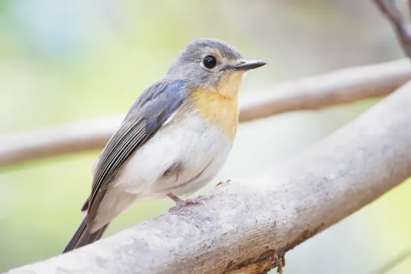 File:Cyornis sumatrensis, female - Kaeng Krachan, Thailand 1.jpg