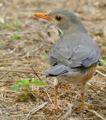 File:Kurrichane Thrush (Turdus libonyana) (53014702273).jpg