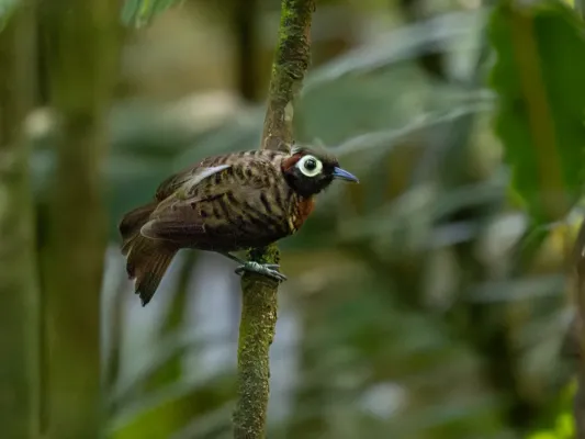 File:Rhegmatorhina berlepschi Harlequim Antbird (female); Amazonia National Park, Itaituba, Pará, Brazil.jpg