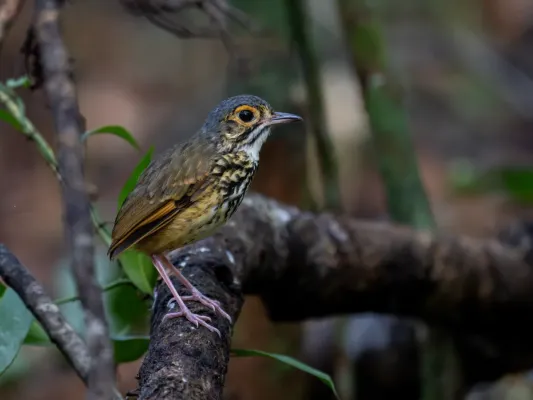 File:Hylopezus whittakeri Alta Floresta Antipitta; Amazonia National Park, Itaituba, Pará, Brazil.jpg