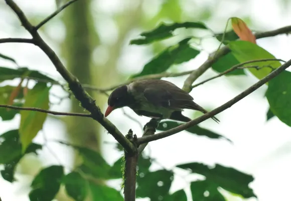 File:Oriolus crassirostris 13070837.jpg