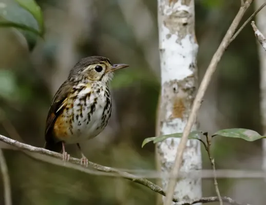 File:Hylopezus ochroleucus White-browed Antpitta; Poções, Bahia, Brazil 02.jpg