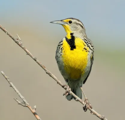 File:Sturnella neglecta GNP 02.jpg