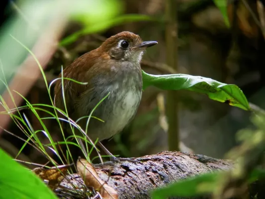 File:Myrmothera simplex - Tepui Antpitta.jpg