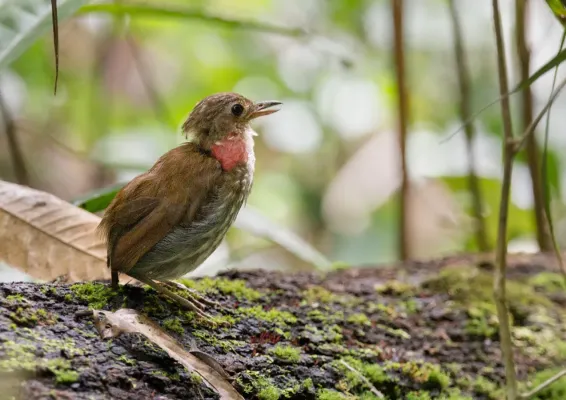 File:Myrmothera campanisona Thrush-like Antpitta; Manaus, Amazonas, Brazil.jpg