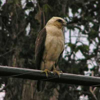 File:Buteo solitarius 2.jpg