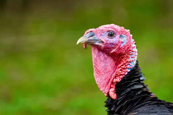 File:Meleagris gallopavo domesticus, Neuss (DE) -- 2022 -- 0189.jpg