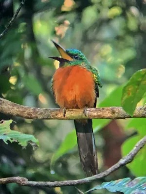 File:Jacamerops aureus 100610208.jpg