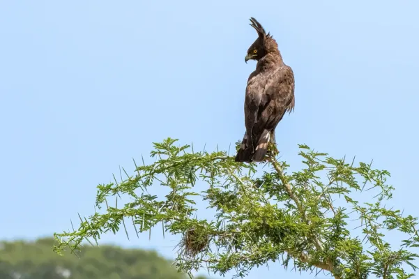 File:Lophaetus occipitalis 289580594.jpg