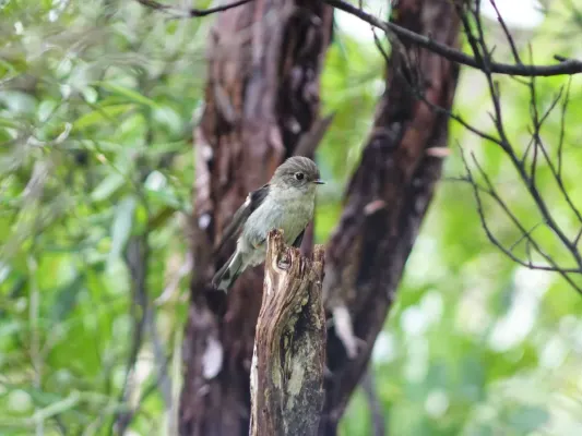 File:North Island Tomtit Petroica macrocephala ssp. toitoi on Mt Donald McLean.jpg