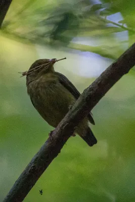File:Ceratopipra mentalis 190136378.jpg