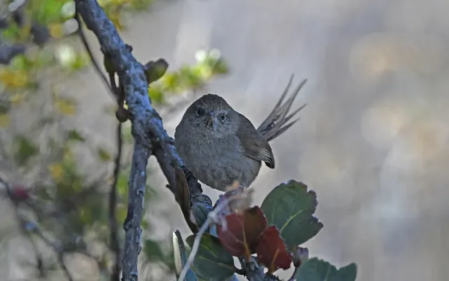 File:Asthenes perijana 265430262.jpg