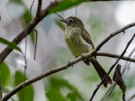 File:Rhynchocyclus aequinoctialis cryptus Cryptic Flatbill; Parque Zoobotanico, Rio Branco, Acre, Brazil.jpg