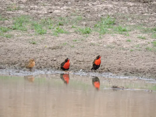 File:Leistes superciliaris - Laguna del Palmar, Bolivia.jpg