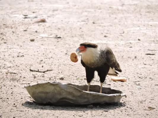File:Caracara plancus-palmar de las islas.jpg