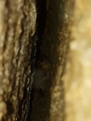 File:Atrichornis clamosus 105946972.jpg