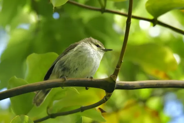 File:Gerygone albofrontata 238791687.jpg