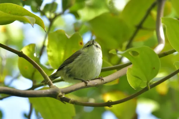 File:Gerygone albofrontata 238791708.jpg