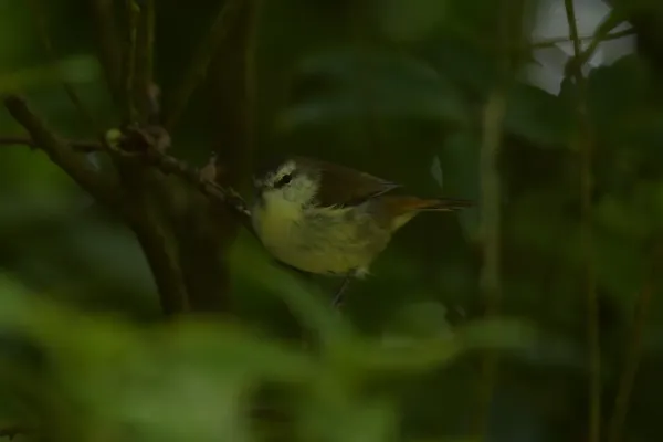 File:Gerygone albofrontata 122326958.jpg