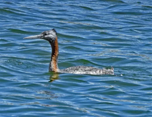 File:Great Grebe Podiceps major, Cushamen, Chubut, Argentina 1.jpg