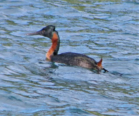 File:Great Grebe Podiceps major, Bariloche, Río Negro, Argentina 1.jpg