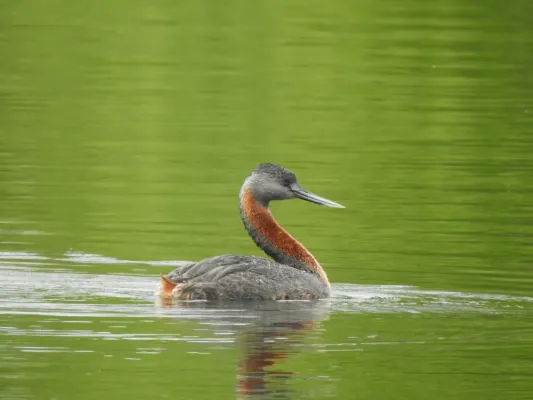 File:Great Grebe Podiceps major, Buenos Aires, Argentina 3.jpg