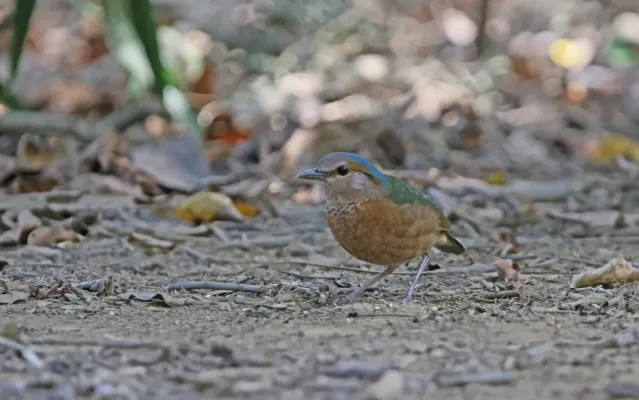 File:Hydrornis soror 105661180.jpg