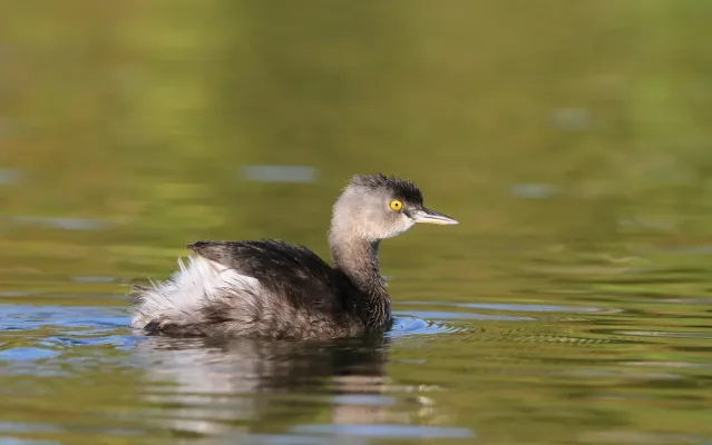 File:Least Grebe Tachybaptus dominicus dominicus, Treasure Cay, Bahamas 1.jpg