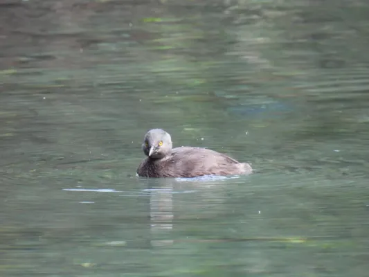File:Least Grebe Tachybaptus dominicus dominicus, Santo Domingo, Dominican Republic 1.jpg