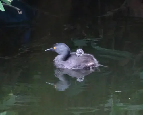 File:Least Grebe Tachybaptus dominicus dominicus, Santo Domingo, Dominican Republic 3.jpg