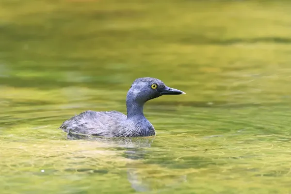 File:Least Grebe Tachybaptus dominicus dominicus, Key Biscayne, Florida, USA 3.jpg