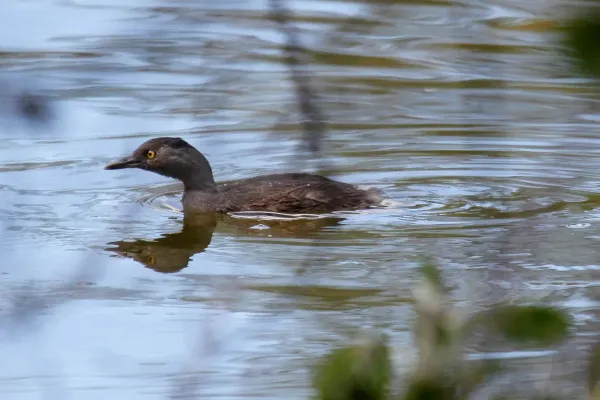 File:Least Grebe Tachybaptus dominicus dominicus, Farmer's Hill, Bahamas 1.jpg
