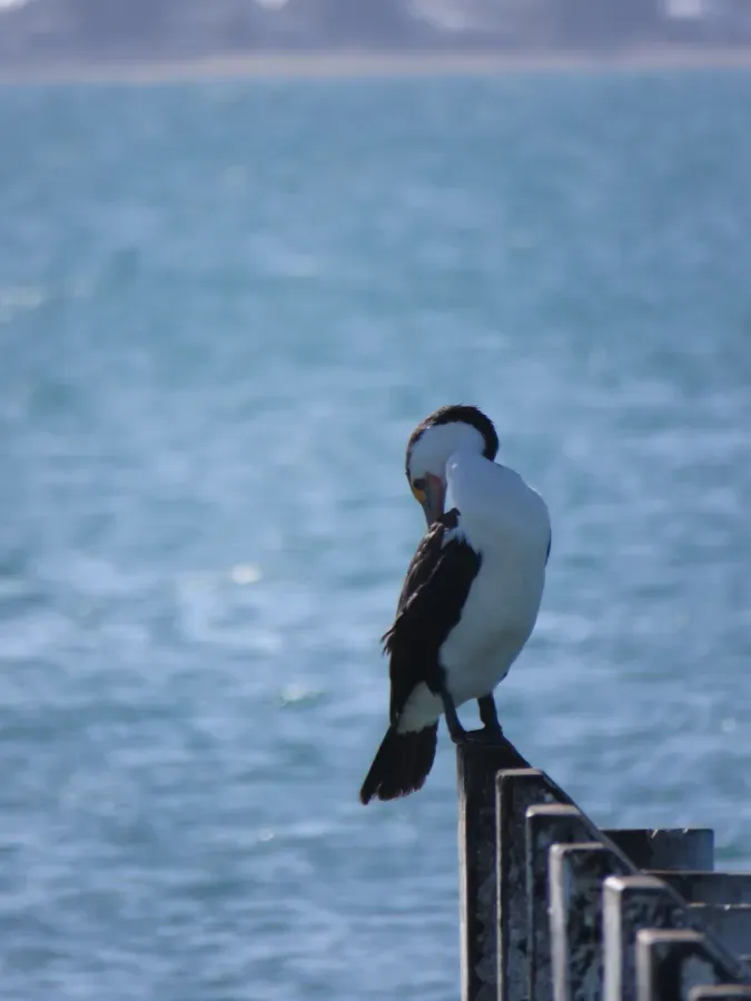 File:Australian Pied Cormorant (Phalacrocorax varius) at Port Kennedy Jetty, July 2023 01.jpg