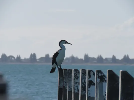 File:Australian Pied Cormorant (Phalacrocorax varius) at Port Kennedy Jetty, July 2023 03.jpg