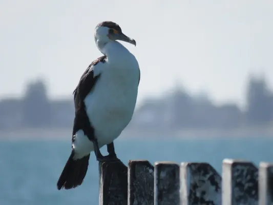 File:Australian Pied Cormorant (Phalacrocorax varius) at Port Kennedy Jetty, July 2023 05.jpg