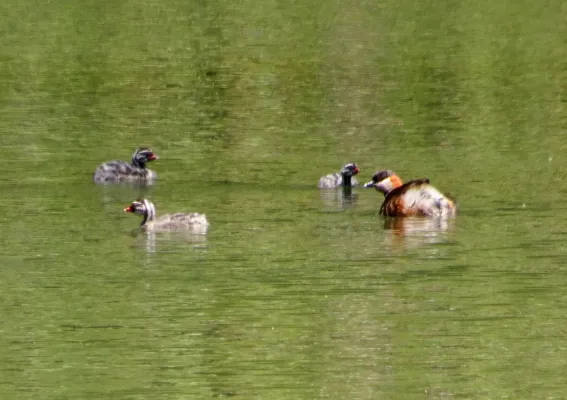 File:Madagascar Grebe Tachybaptus pelzelnii, Andasibe, Madagascar 1.jpg