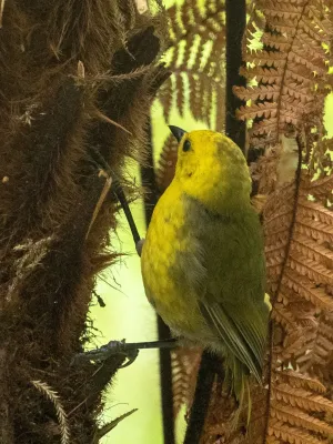 File:Mohoua ochrocephala 60398923.jpg