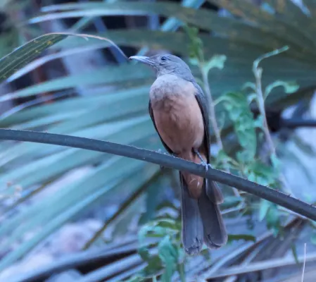 File:Colluricincla woodwardi 200184323.jpg