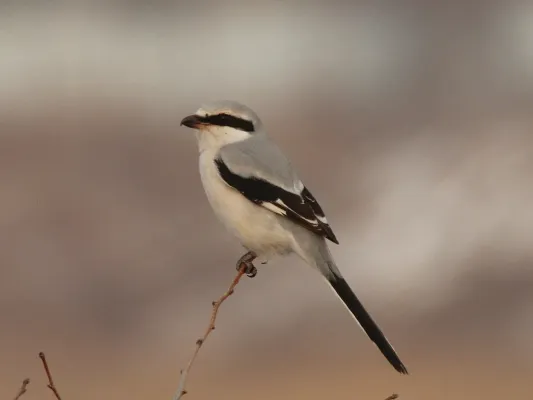 File:Lanius sphenocercus 108682845.jpg