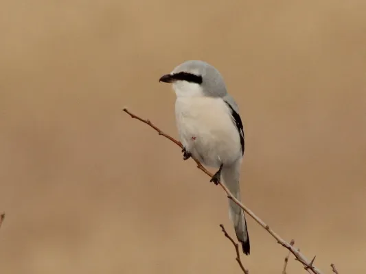File:Lanius sphenocercus 108682833.jpg
