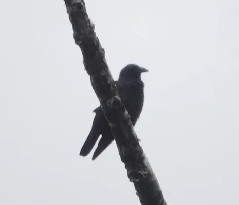 File:Corvus violaceus 247232668.jpg