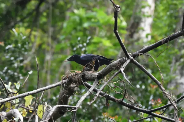 File:Corvus moneduloides 212163787.jpg