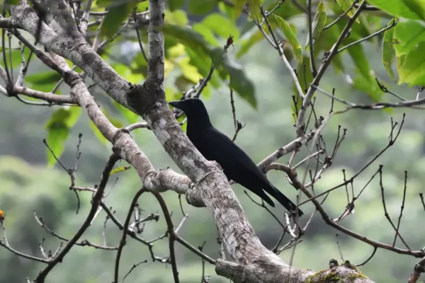 File:Corvus moneduloides 212163768.jpg