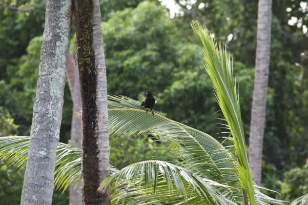 File:Corvus moneduloides 40425936.jpg