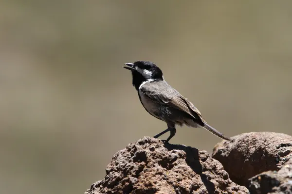 File:Melaniparus afer 93100788.jpg