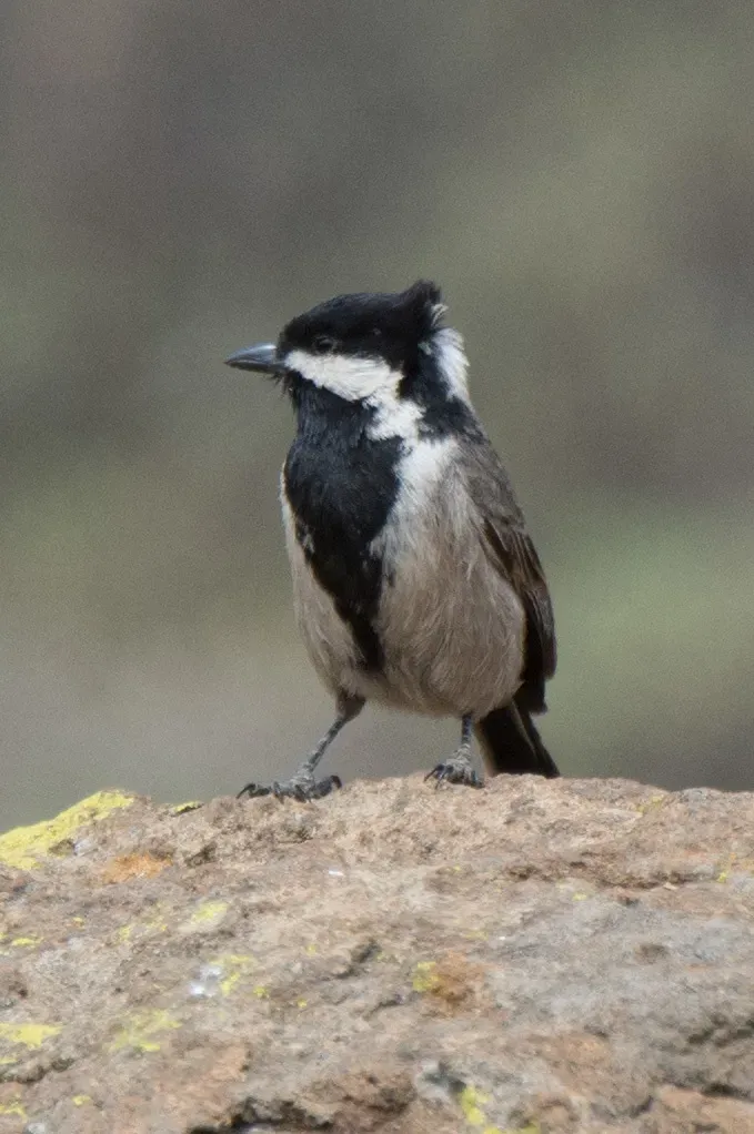 File:Melaniparus afer 64725757.jpg